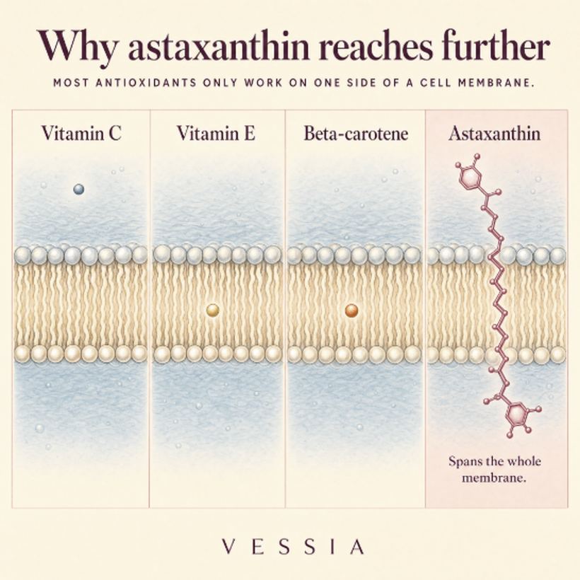 Why astaxanthin reaches further