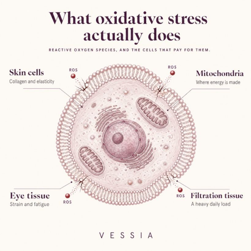 What oxidative stress does to a cell